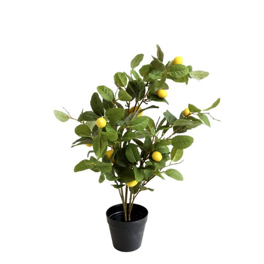 Chic Antique Zitronenbaum 80 cm