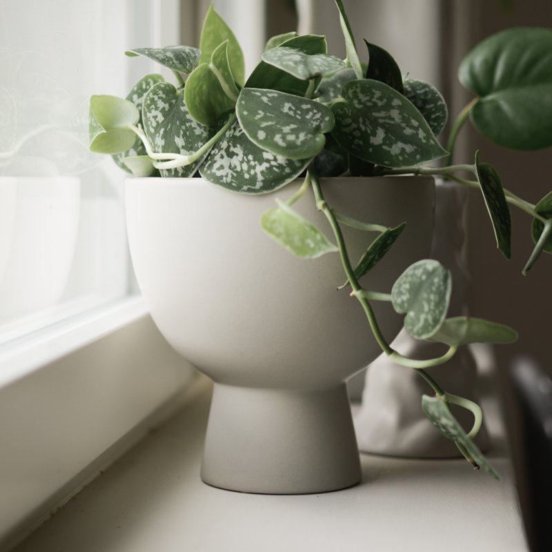 DBKD Vase / Übertopf FIGURE mole